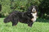 BOUVIER BERNOIS 056
